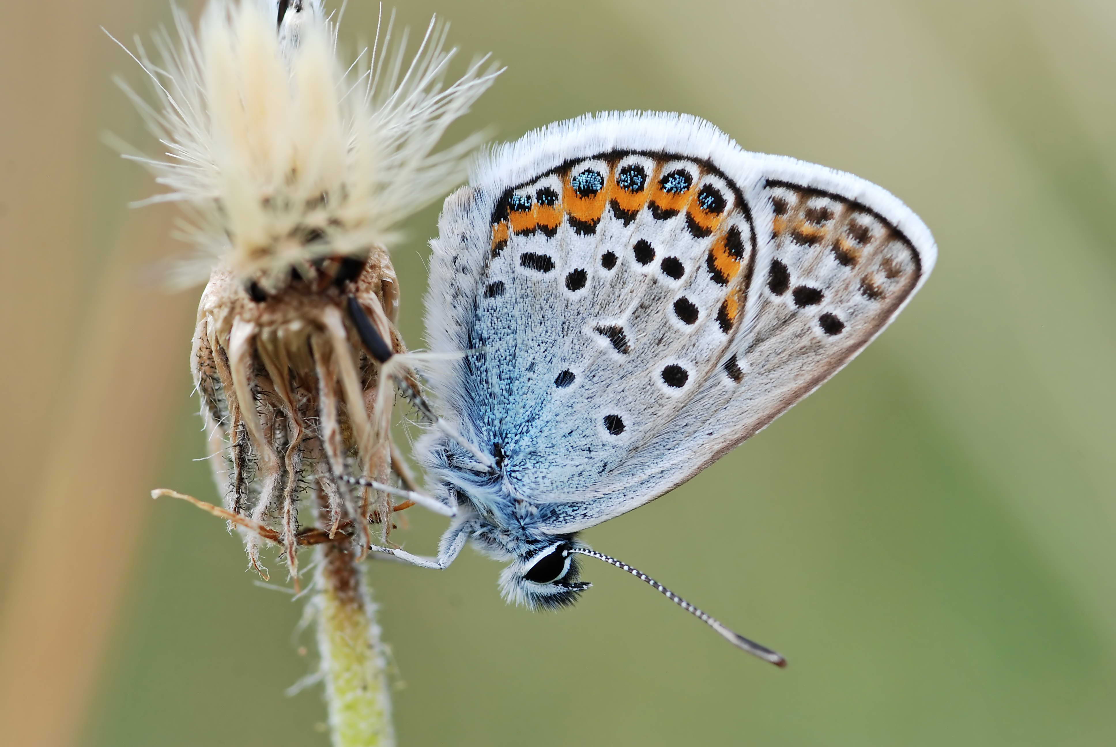 Argus-Bläuling (Plebejus argus), Foto: Erk Dallmeyer Argus-Bläuling (Plebejus argus), Foto: Erk Dallmeyer
